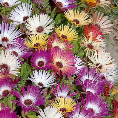 Stor doroteablomma 'Daisy pastel'