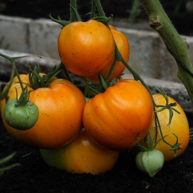 Tomat 'Oxheart orange'