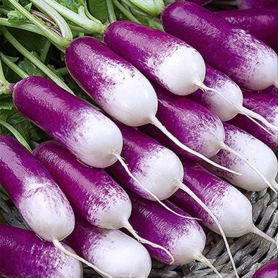 Rädisa 'Felicia'