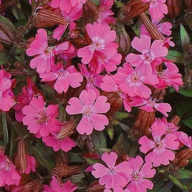 Sommarglim 'Sibella Carmine'