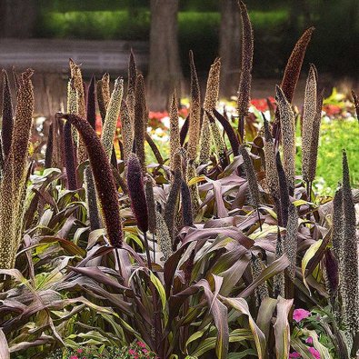 Perlehirse 'Copper Prince' h
