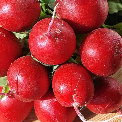 Rädisa 'Ceasar' H