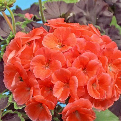 Pelargon 'Night Salmon' H
