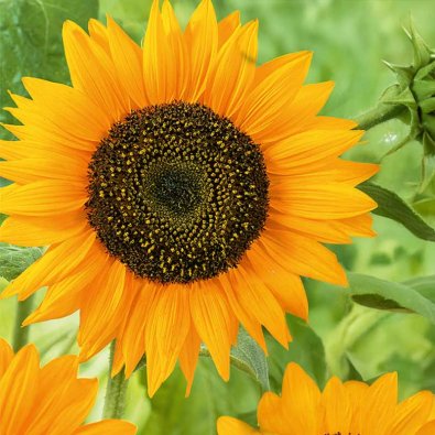 Solsikke 'Sunspot gold'