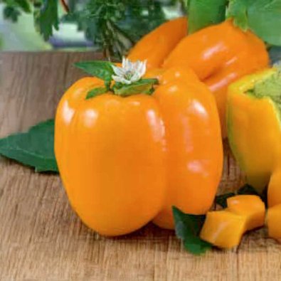 Paprika 'Lamia'