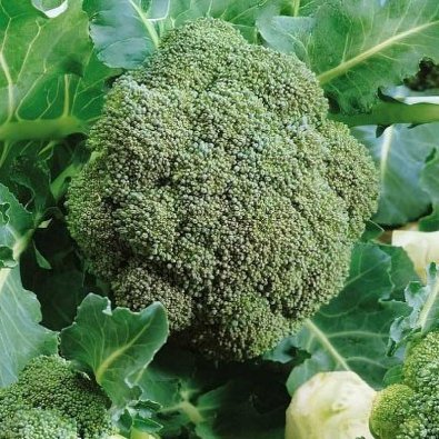 Broccoli 'Bellstar' H