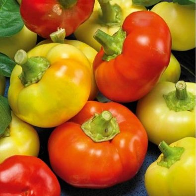 Paprika 'Ilika'