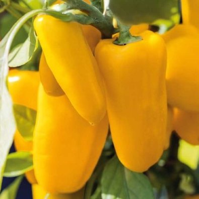 Paprika 'Lemon dream'