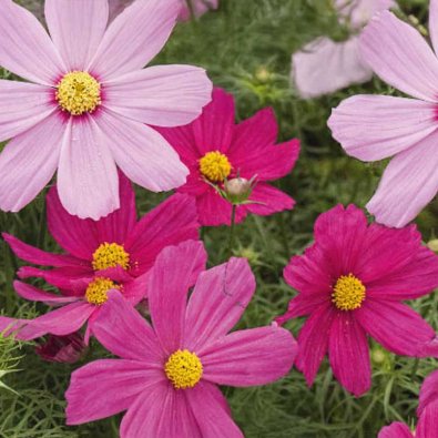Kosmos 'Early Summer'