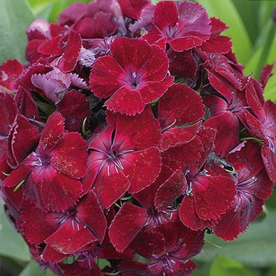 Busknellik 'Oeschberg'