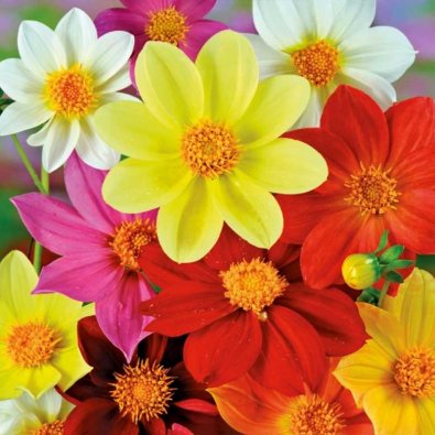 Georgine 'Mignon'