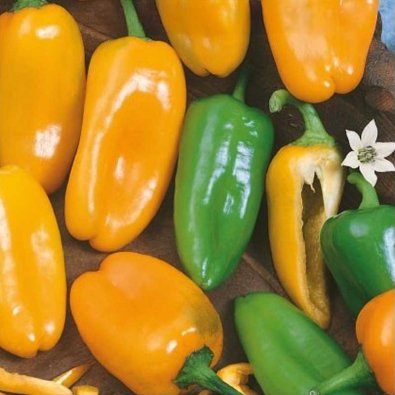 Paprika 'Hamik'