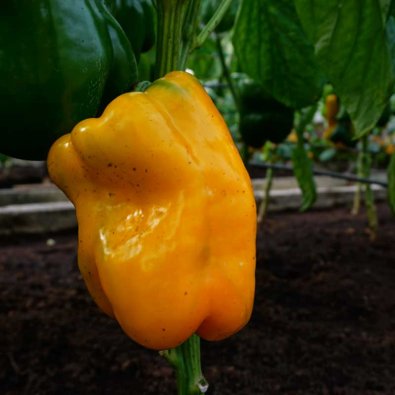 Paprika 'Kromo' H