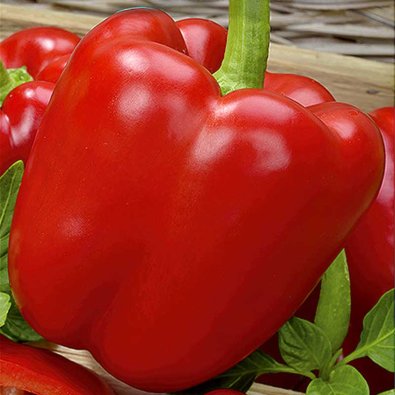 Paprika 'Bendigo' H
