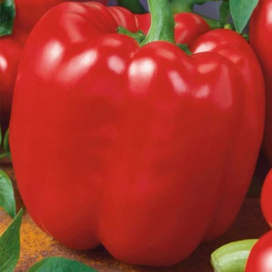 Paprika 'Quadrato d'Asti Rosso'