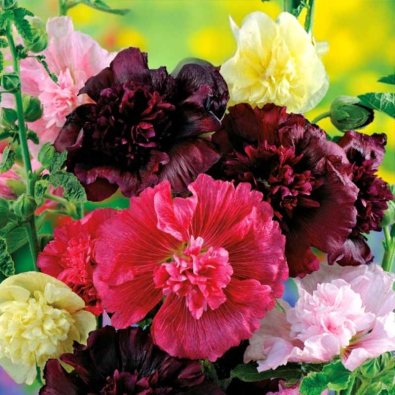 Stockros 'Majorette'