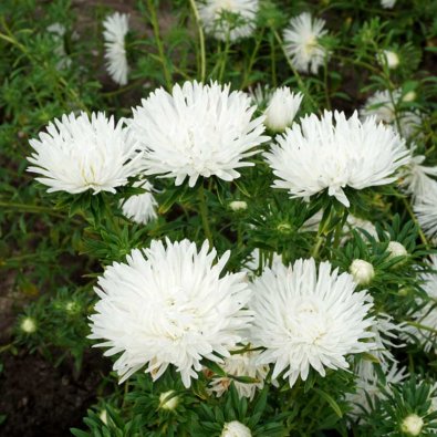 Sommerasters 'Unicum' Hvit
