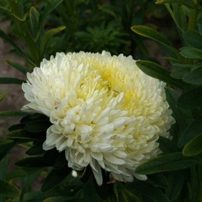Sommerasters 'Paeony' gul