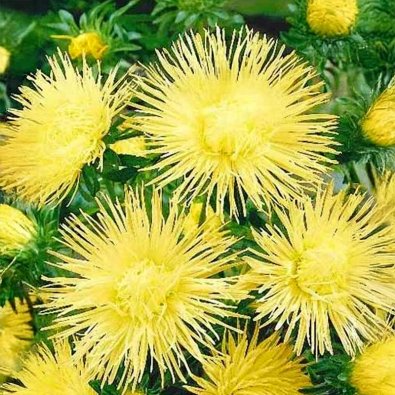 Sommerasters 'Unicum' Gul