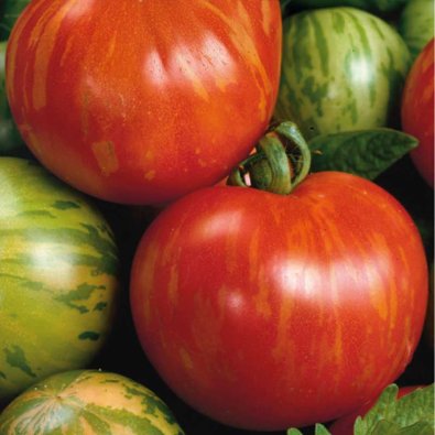 Tomat 'Tigerella'
