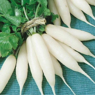 Rädisa 'Icicle'