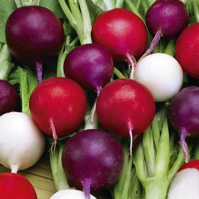 Rädisa 'Riesen Von Aspern Viola Sniežka'