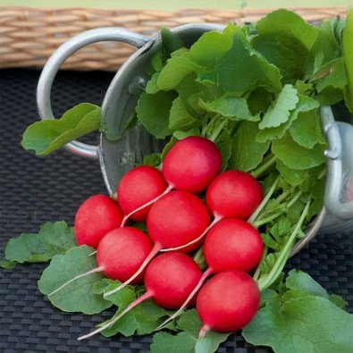 Rädisa 'Scarlet champion'