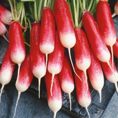 Rädisa 'Flamboyant 3'
