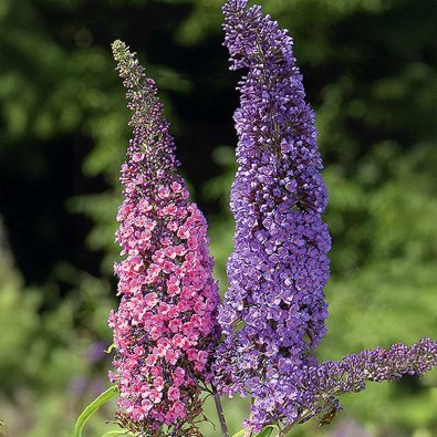 Buddleja