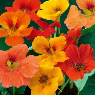 Busknasturtium 'Gleam Hybrids'