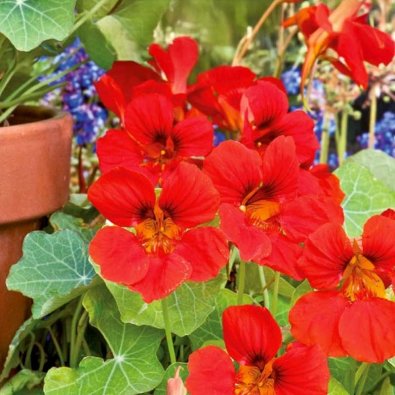 Busknasturtium 'Globe of Fire'