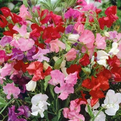 Luktärt 'Bijou'