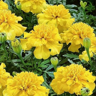 Fløyelsblomst 'Lemon Drop'