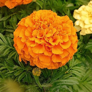 Store fløyelsblomster 'Calando orange'
