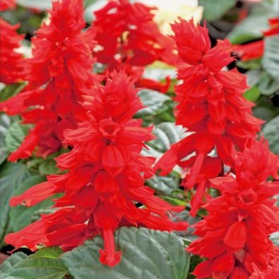 Prydsalvie 'Scarlet Piccolo'