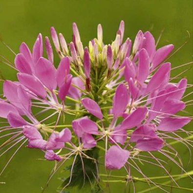 Paradisblomster 'Rose queen'