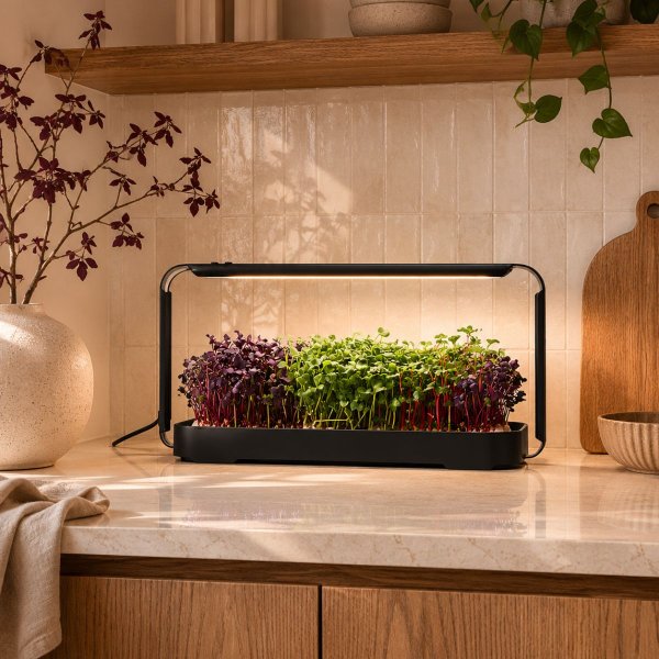 Zoom bild av Urban Root Grove Black