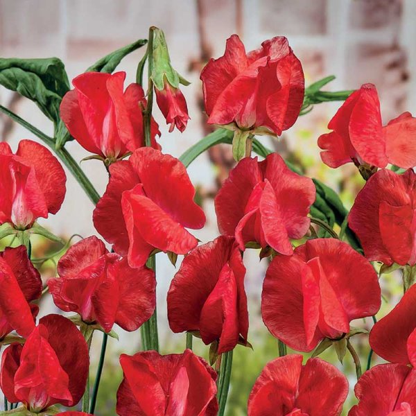 Zoom bilde av Duftert 'Royal Scarlet'