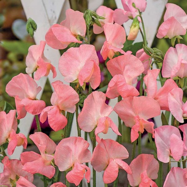 Zoom bild av Luktärt 'Royal Rose'