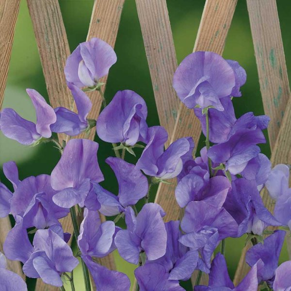 Zoom bilde av Erteblomst 'Royal Blue'