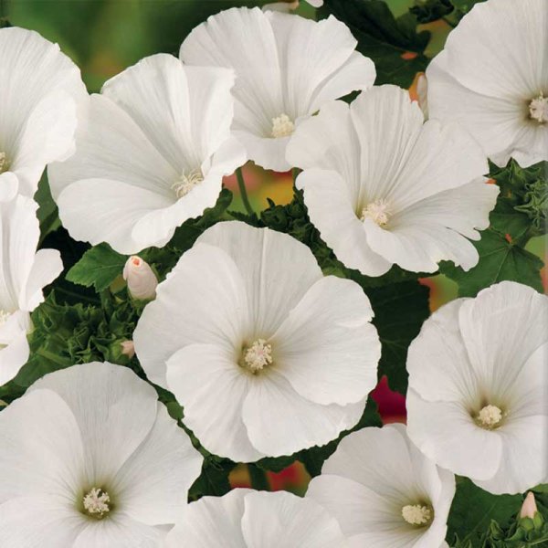 Zoom bild av Sommarmalva 'Mont Blanc'