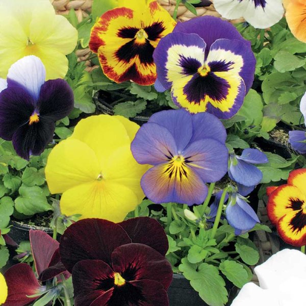 Zoom bild av Pensé 'Florist Strain' mix