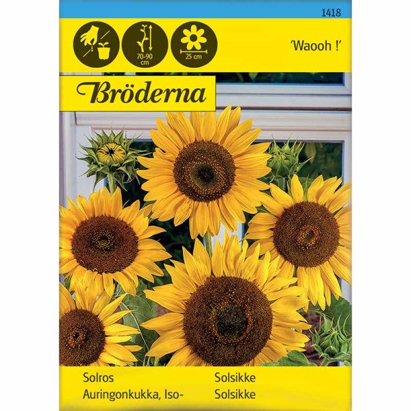 Zoom bilde av Solsikke 'Waooh !'