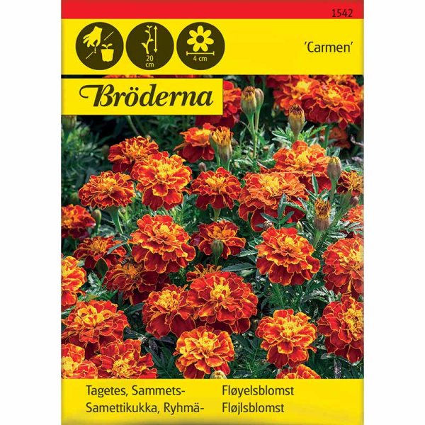 Zoom bilde av Fløyelsblomst 'Carmen'