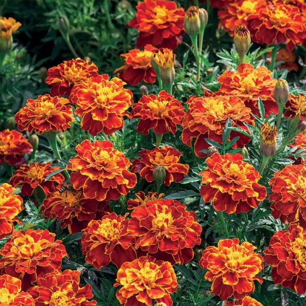 Zoom bilde av Fløyelsblomst 'Carmen'