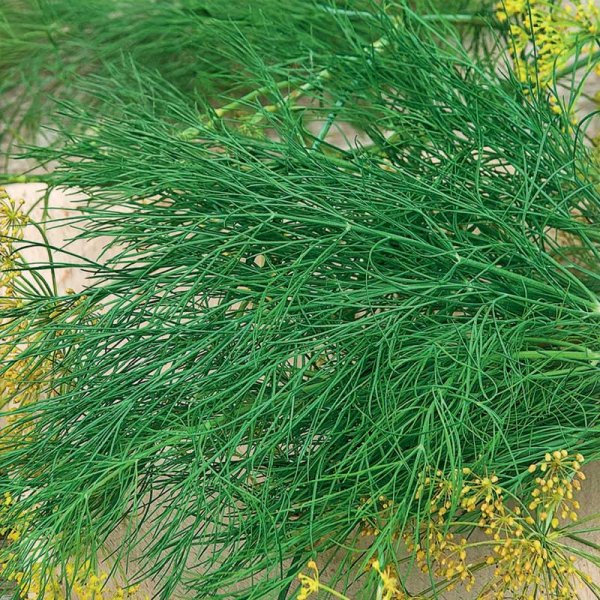 Zoom bild av Dill 'Como' såband