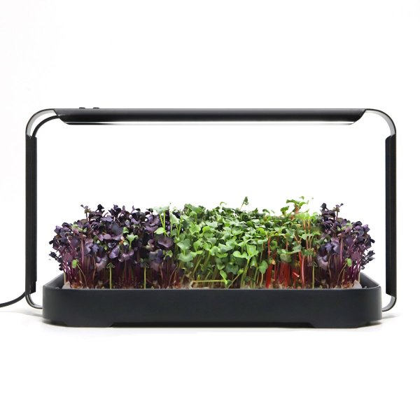 Zoom bild av Urban Root Grove Black