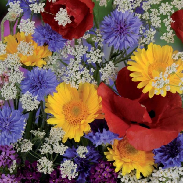 Zoom bild av Sommarblomsmix 'Nelson Mixture'