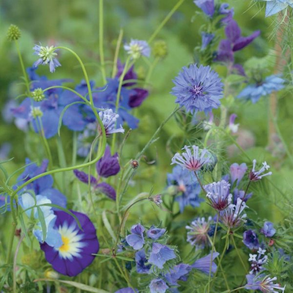 Zoom bild av Sommarblomsmix 'Blue Shades'