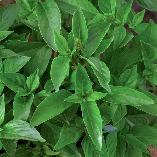 Zoom bild av Citronbasilika 'Lemon scent'